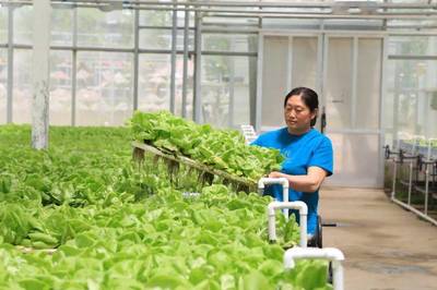 永清推進項目建設與鄉村振興 溫室大棚繪就發展新畫卷