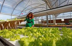 智能連棟溫室助力三門峽優(yōu)質(zhì)特色農(nóng)產(chǎn)品生產(chǎn)