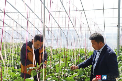 現(xiàn)代科技助力溫室大棚春管春耕——日照農(nóng)技專家現(xiàn)場(chǎng)開(kāi)講蔬菜管理