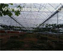 花卉大棚 溫室技術(shù)在現(xiàn)代園藝中的應(yīng)用與價(jià)值