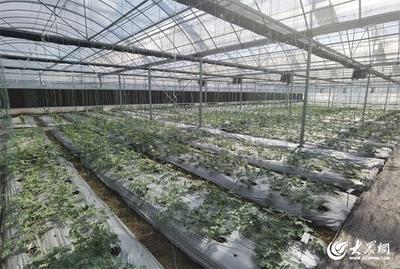現(xiàn)代設(shè)施農(nóng)業(yè)打造強(qiáng)農(nóng)新引擎 青島溫室大棚推動(dòng)農(nóng)產(chǎn)品出口連續(xù)領(lǐng)跑