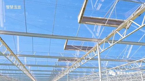 遮陽(yáng)降溫劑 溫室大棚的另一高效遮陰選擇